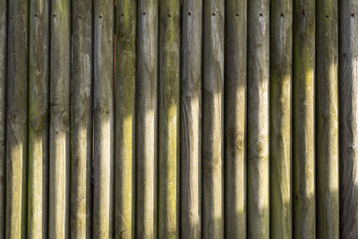 Full frame shot of bamboo