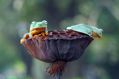 Close-up of frogs on flower