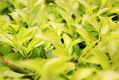 Close-up of fresh green plants