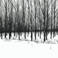 Close-up of trees against sky