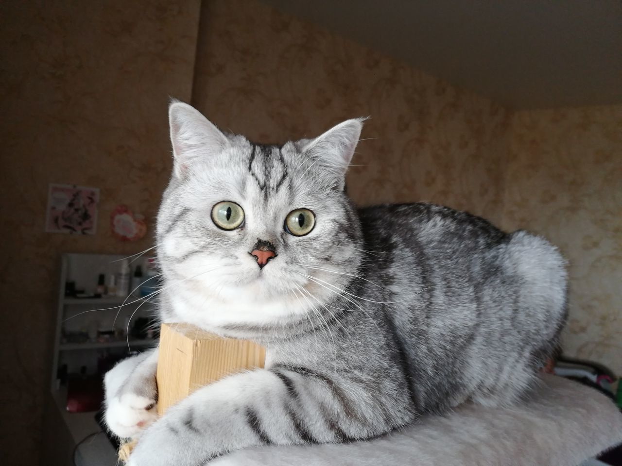 PORTRAIT OF CAT RELAXING ON SOFA AT HOME