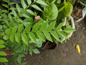 High angle view of fresh green leaves on field