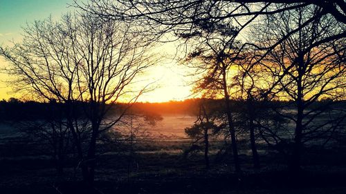 Silhouette of bare trees at sunset