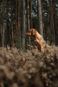 Magyar vizsla dog sitting in a clearing in the forest and looking to the left 