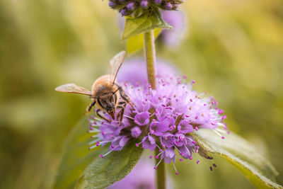 Close-up of butterfly pollinating on purple flower