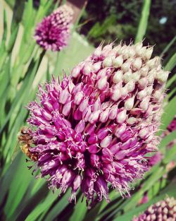 Close-up of purple flowers blooming outdoors