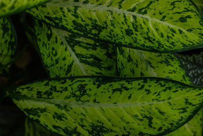 Full frame shot of fresh green leaves