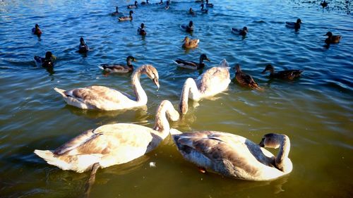 Ducks swimming in water