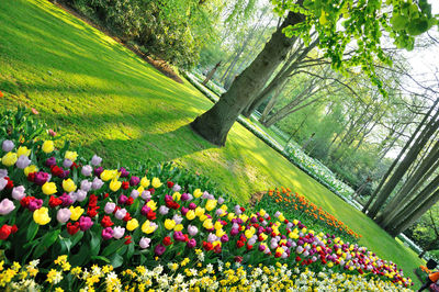 Scenic view of flowering plants and trees in field