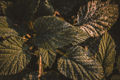 Full frame shot of leaves