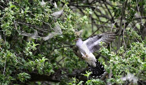 Bird flying in a plants
