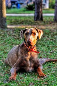 Portrait of dog sitting on grass