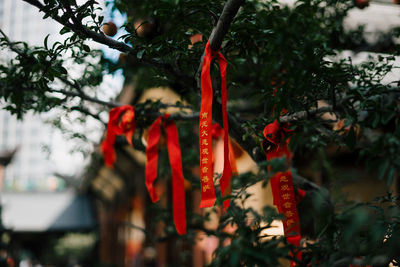 Close-up of ribbons hanging on tree