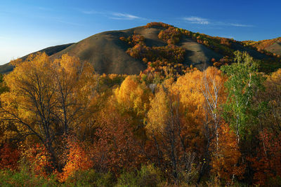Autumn in the mountains. forest in colorful colors. in the foreground.