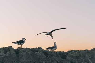 Seagulls flying against clear sky