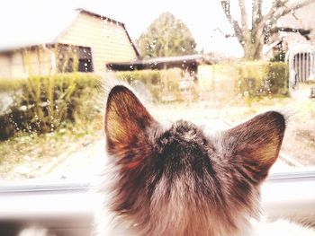 Close-up of cat looking through window