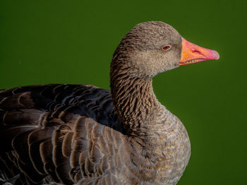 Close-up of duck