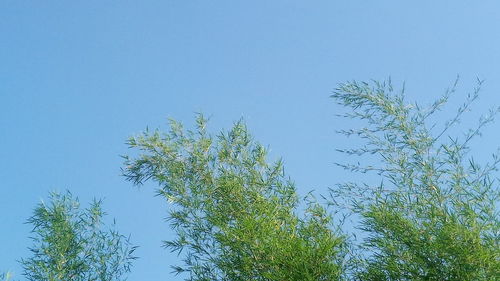 Low angle view of trees against clear blue sky