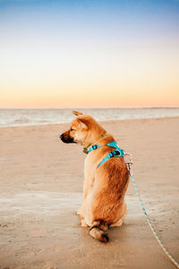 Dog on beach