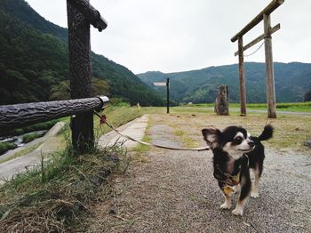 Dog standing on field against sky