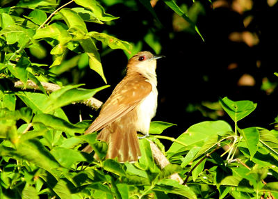 Close-up of bird perching on a plant