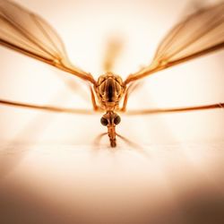 Close-up of spider on white background