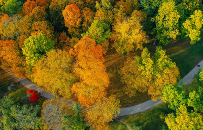 High angle view of autumn trees in forest