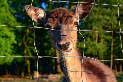 Horse in a fence