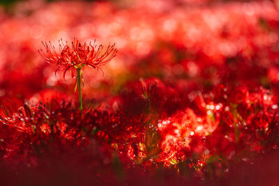 Close-up of flowering plant on field