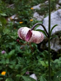 Close-up of white flowering plant