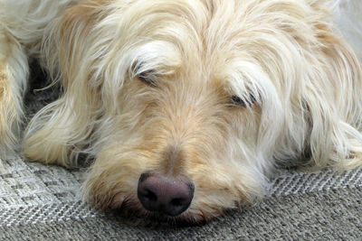 Close-up of dog lying on doormat