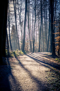 Trees in forest