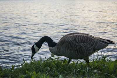 Close-up of swan on shore