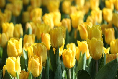 Close-up of yellow tulips