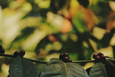 Close-up of plant