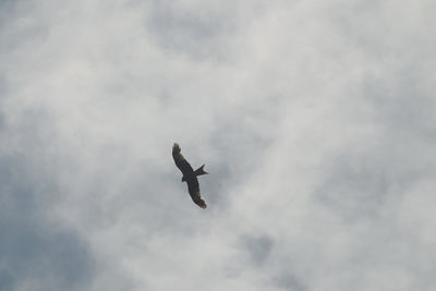 Low angle view of bird flying against sky