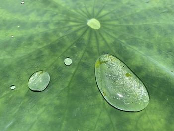 Close-up of water drops on leaf