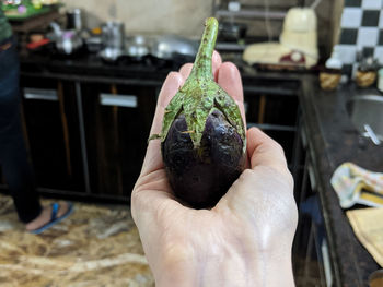 Close-up of person holding eggplant