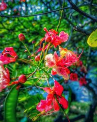 Close-up of red flowers on tree