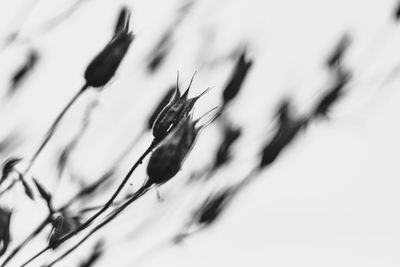 Close up of leaf