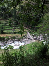 Scenic view of forest