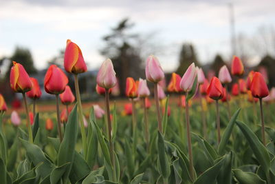 Close-up of tulips in field