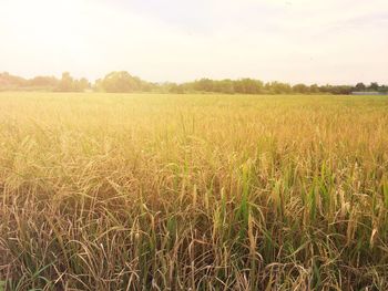 Wheat field against sky