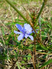 Close-up of purple flowers blooming outdoors