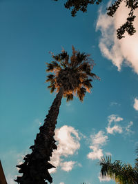 Low angle view of coconut palm tree against blue sky