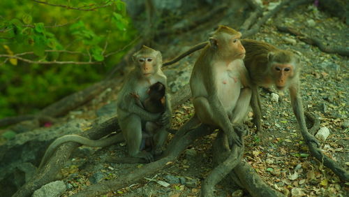 Monkey sitting in a forest