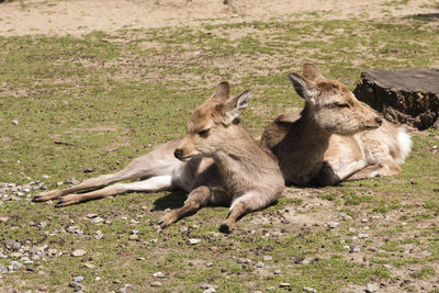 Sheep lying on a land