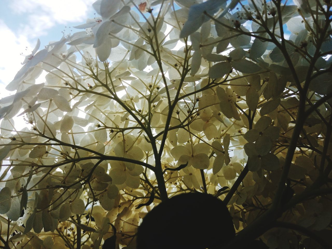 LOW ANGLE VIEW OF FLOWERING TREES AGAINST SKY