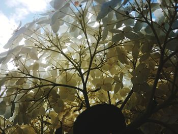 Low angle view of flowering tree against sky