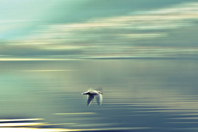 Bird flying over sea against sky